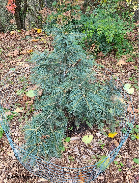 Conifer Database - Abi-normal